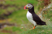 A puffin on Staffa.