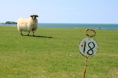 Sheep on Iona